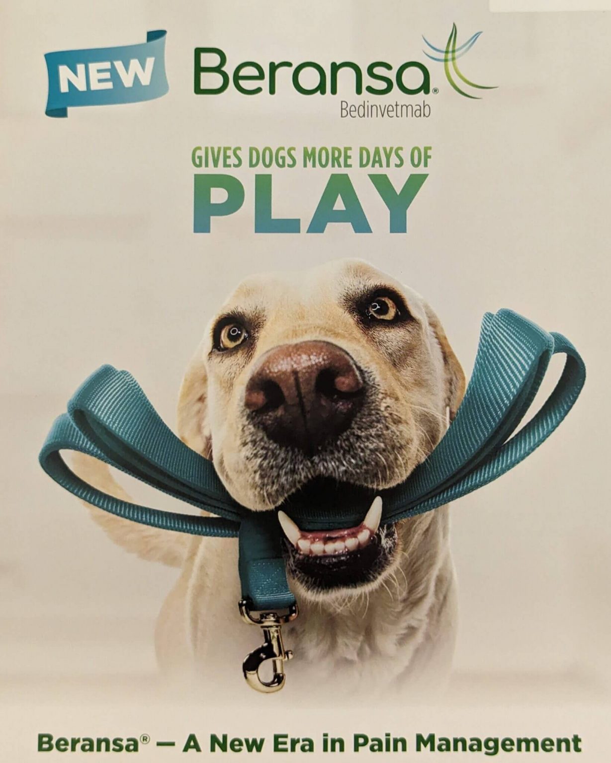 Beransa: A new product to treat arthritis in dogs!