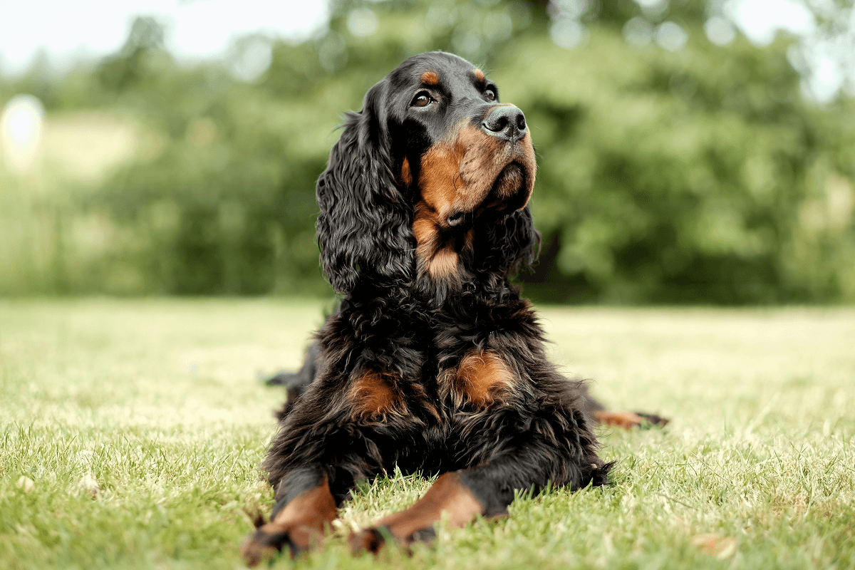 Key facts about heart disease in dogs