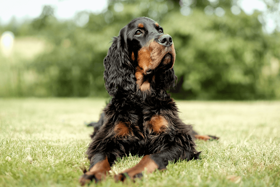 Key facts about heart disease in dogs