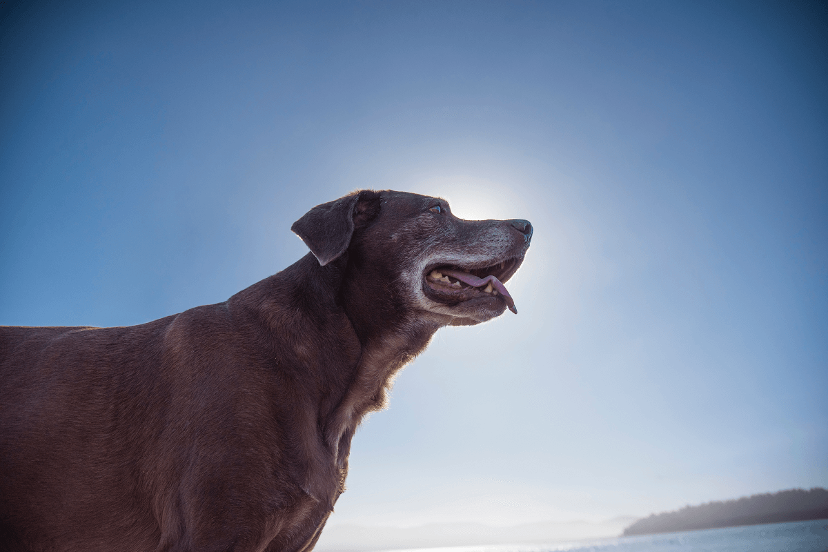 Arthritis in older dogs