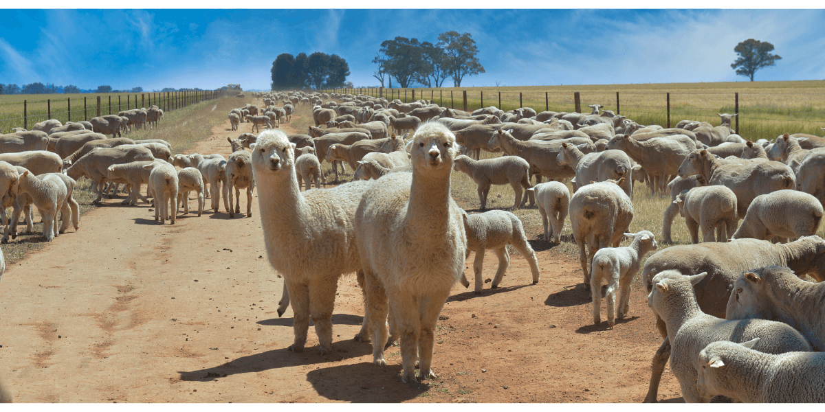 Foot problems in alpacas and sheep