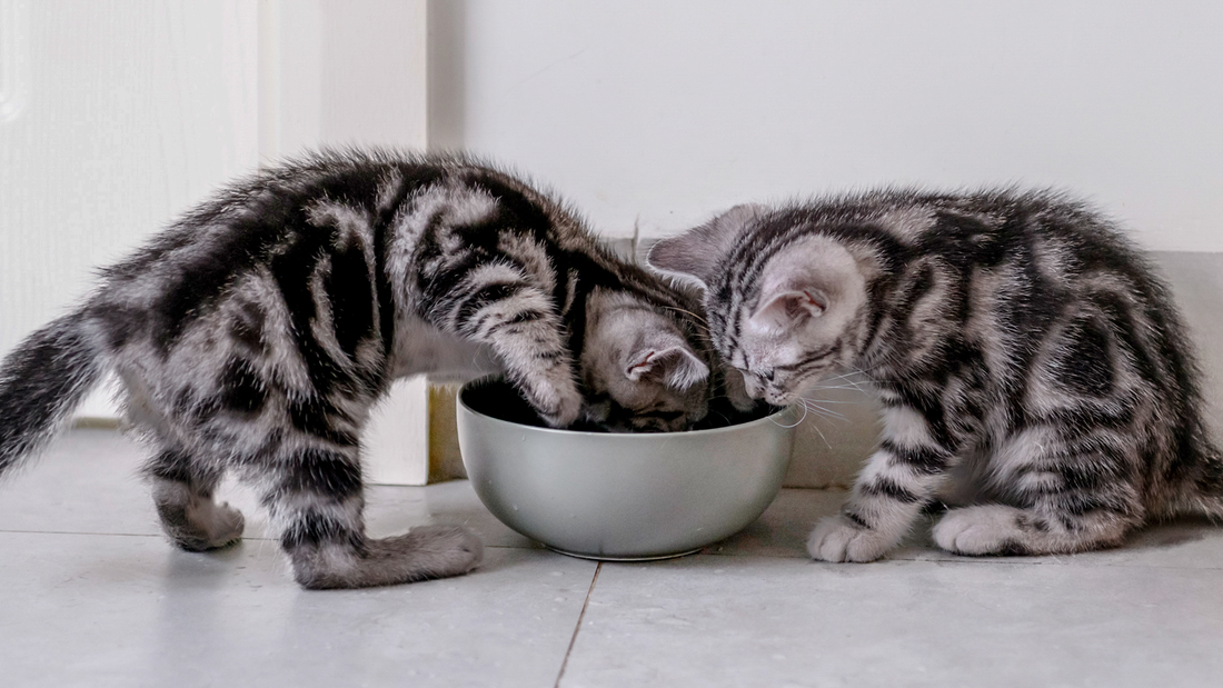 Kitten Nutrition 101: Feeding for a Healthy Start