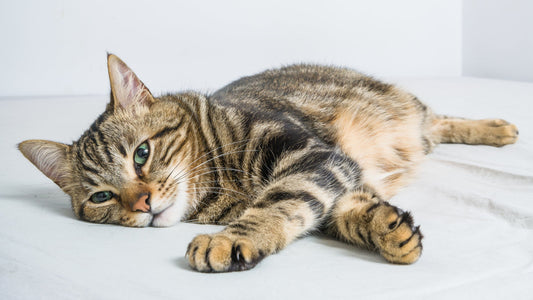 Weight Control in Cats: How Nutrition Plays a Key Role