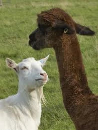 Small Ruminants