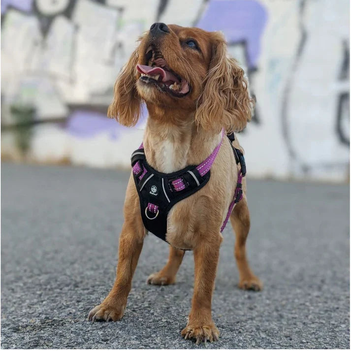 Dog - Harnesses, Leads & Collars