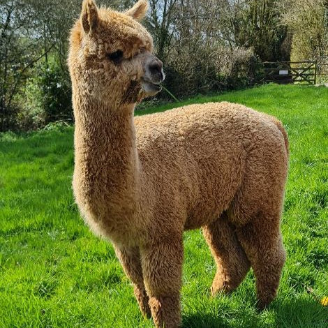 Alpaca
