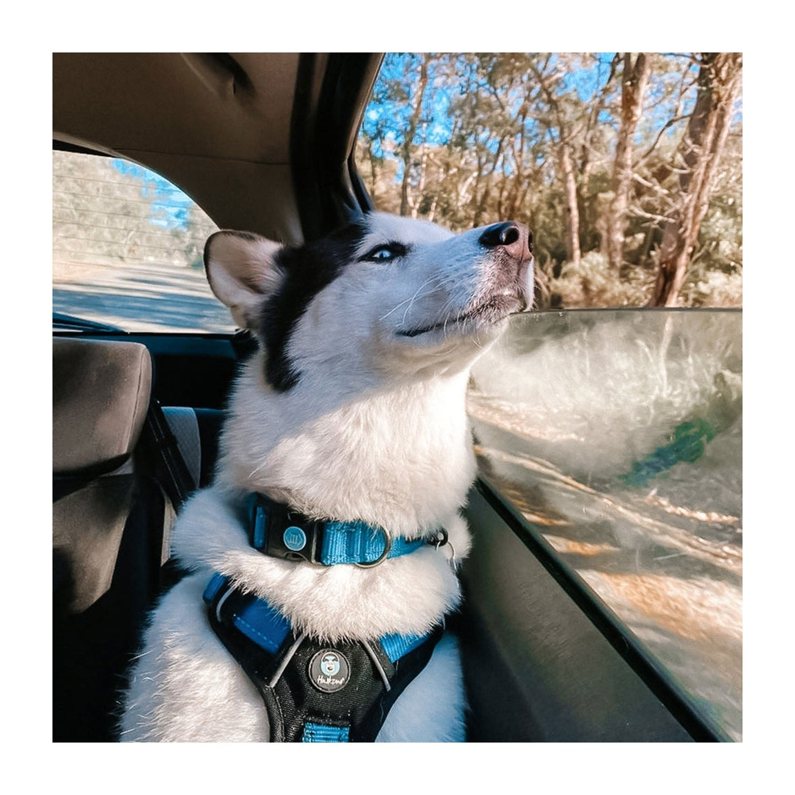 Dog - Harnesses, Leads & Collars