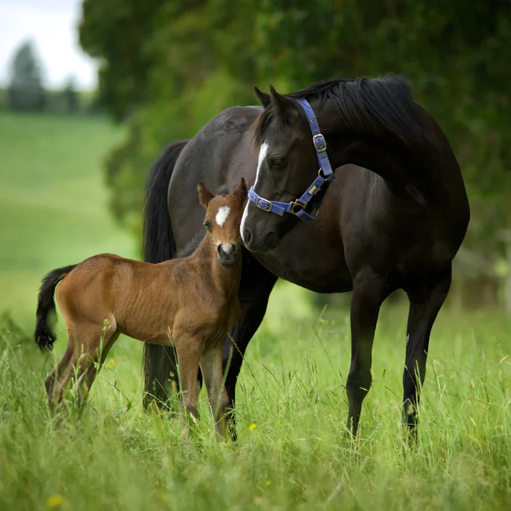 Equine