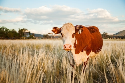 Cattle