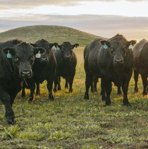 Cattle - Health
