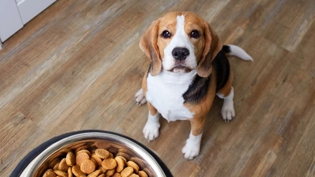 Dog Food