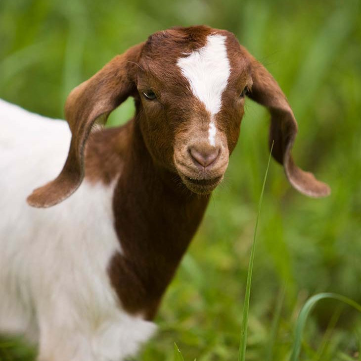 Goat