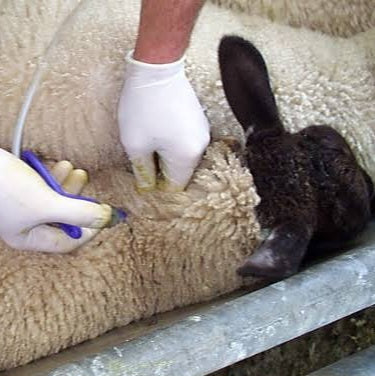 Sheep - Vaccination