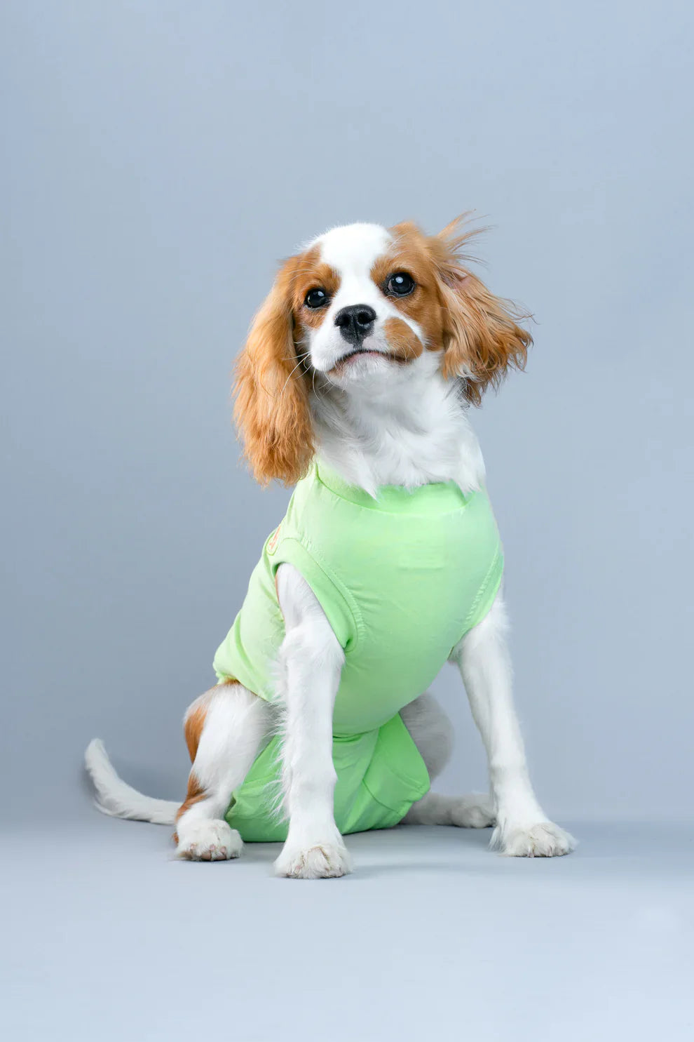 Dog - Recovery Suits