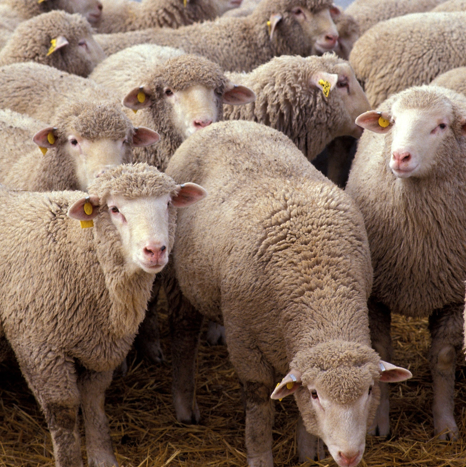 Sheep