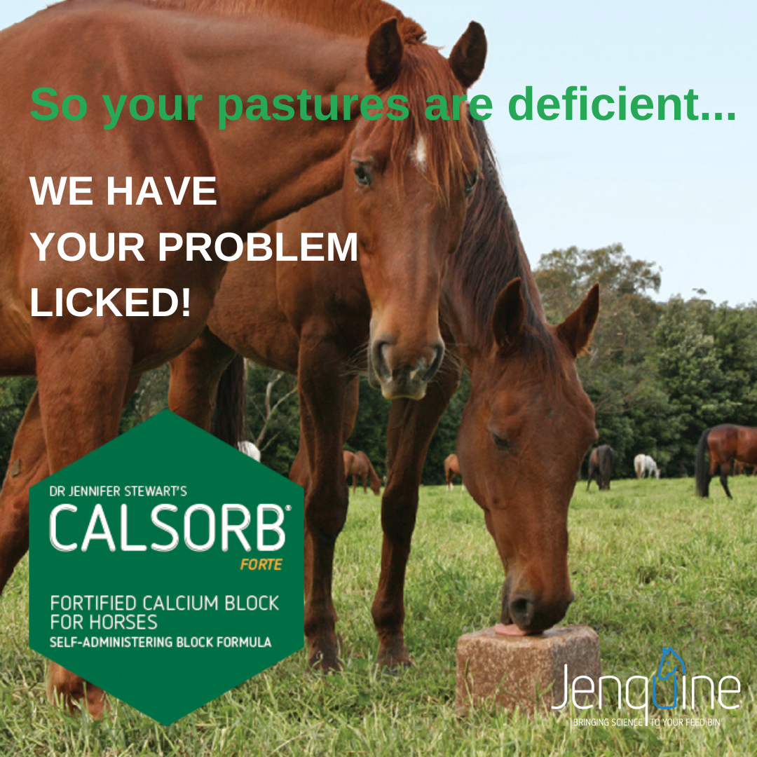JENQUINE CALSORB FORTE 18KG - LOCAL PICK UP ONLY