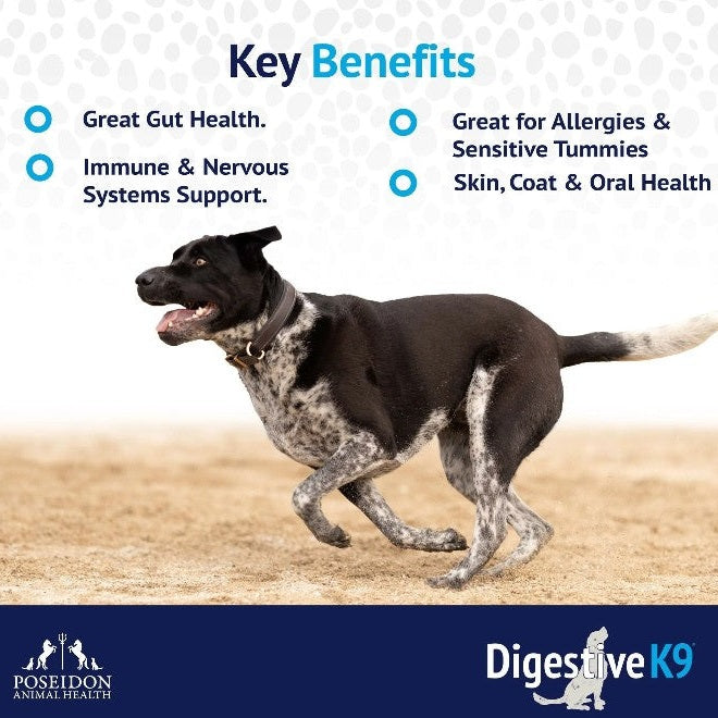 Dog running on a beach with 'Key Benefits' text and 'Digestive K9' branding.