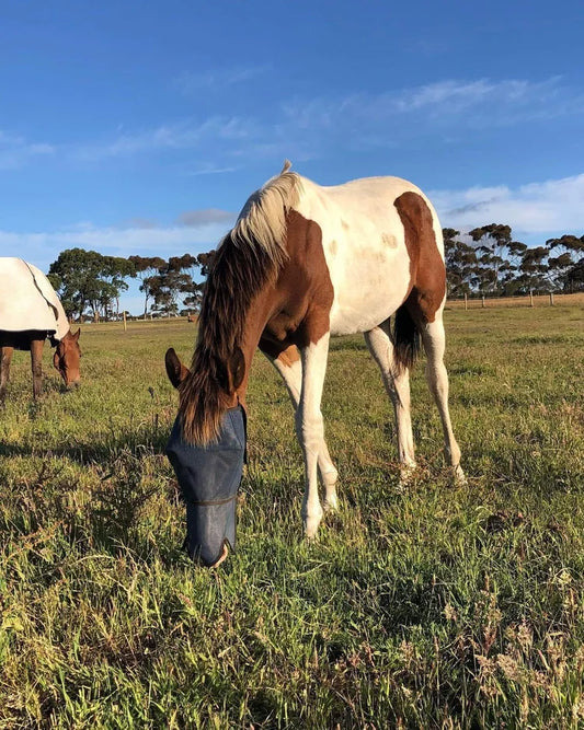 FLYVEILS BY DESIGN - EXTENDED NOSE  COVER FLY VEIL