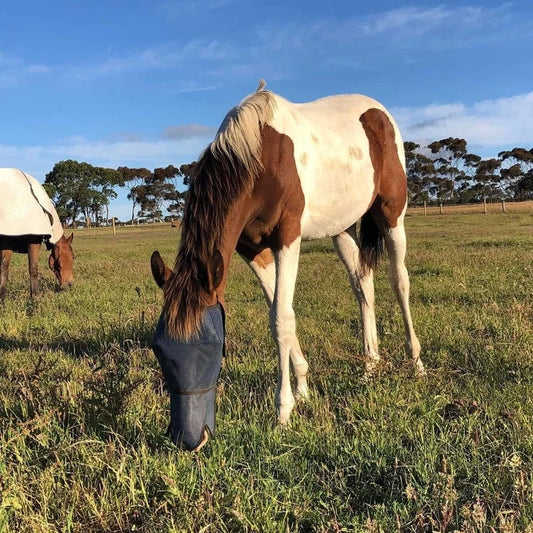 Horse wearing flyveil with extended nose
