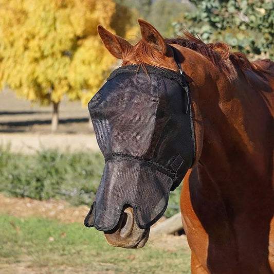 Horse wearing a fly mask in an outdoor setting with trees and grass.