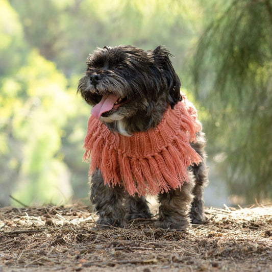 Dog wearing huskimo dog coat