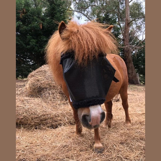 Pony wearing flyveil