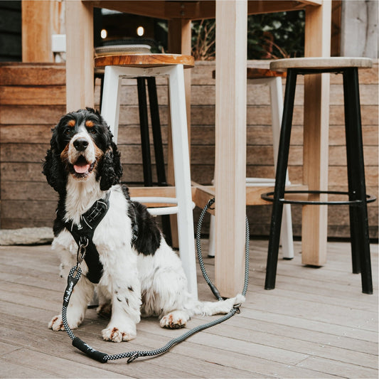 HUSKIMO DOG LEAD SPECIALIST MULTI LEAD