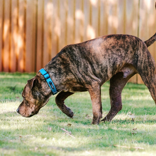 HUSKIMO DOG COLLAR TREKPRO