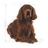 ROYAL CANIN K9 MEDIUM RELAX CARE 10KG