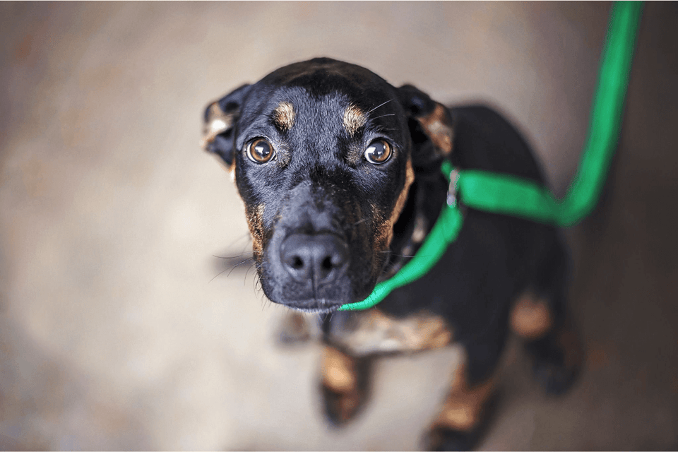 Dealing with anxiety in dogs the holiday season