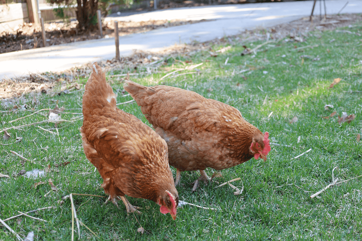 Beginners guide to caring for backyard chickens