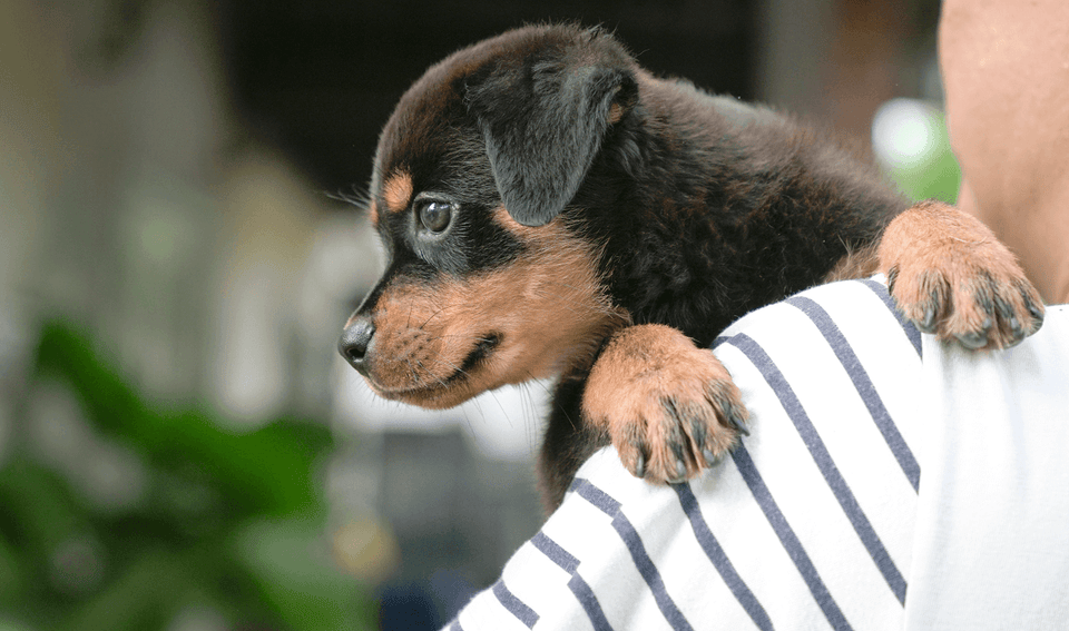 Caring for your puppy: The top 5 things you need to know