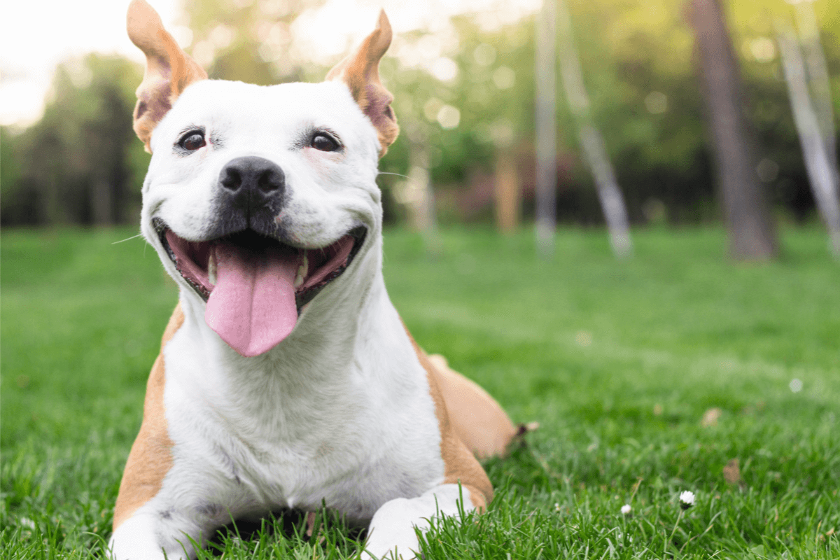 Our top tips for keeping your pets cool in summer