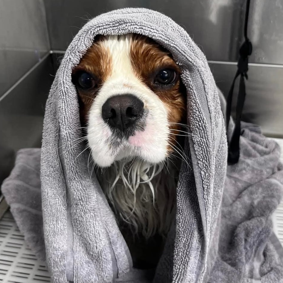 Dog - Shampoo & Conditioner