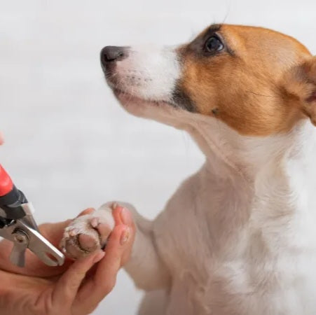 Dog - Nail Clippers