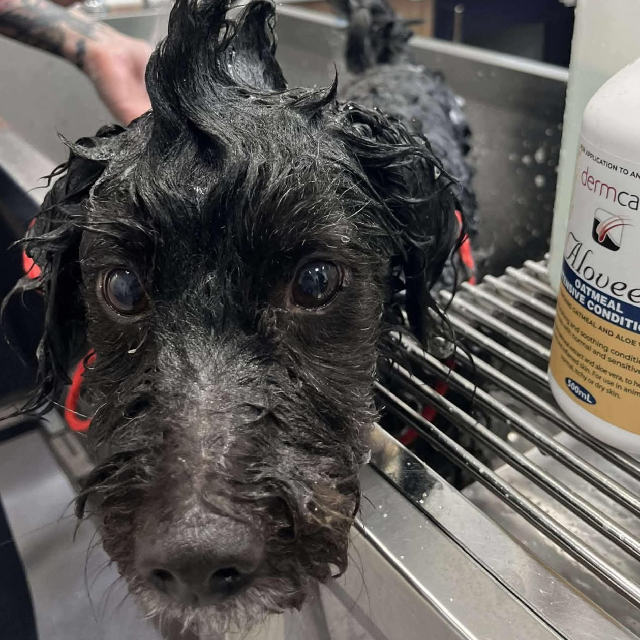 Dog - Medicated Shampoo