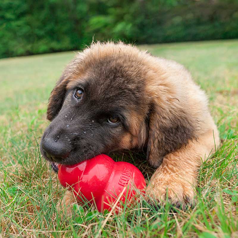 Dog - Toys