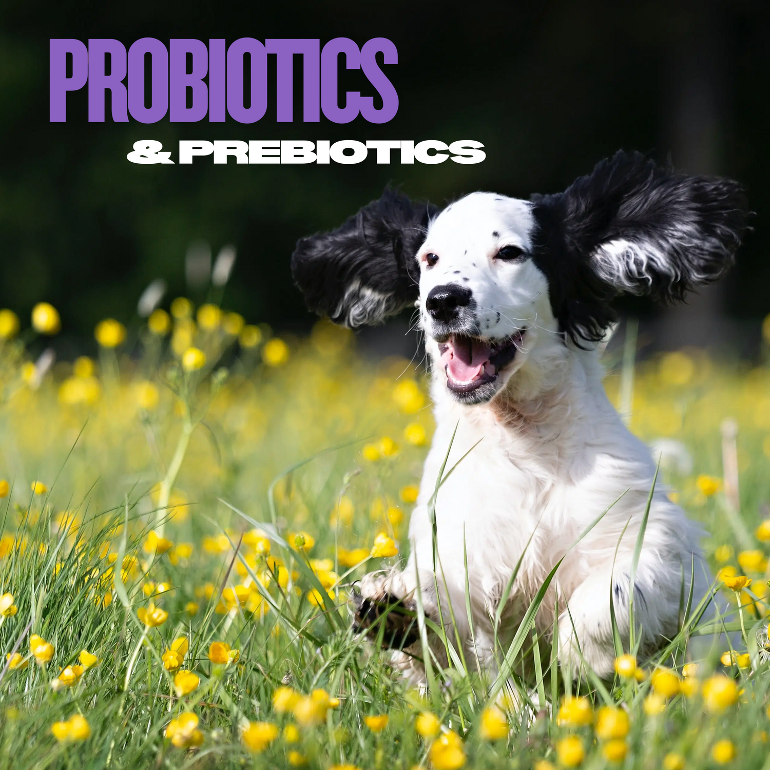 Dog Probiotics & Prebiotics