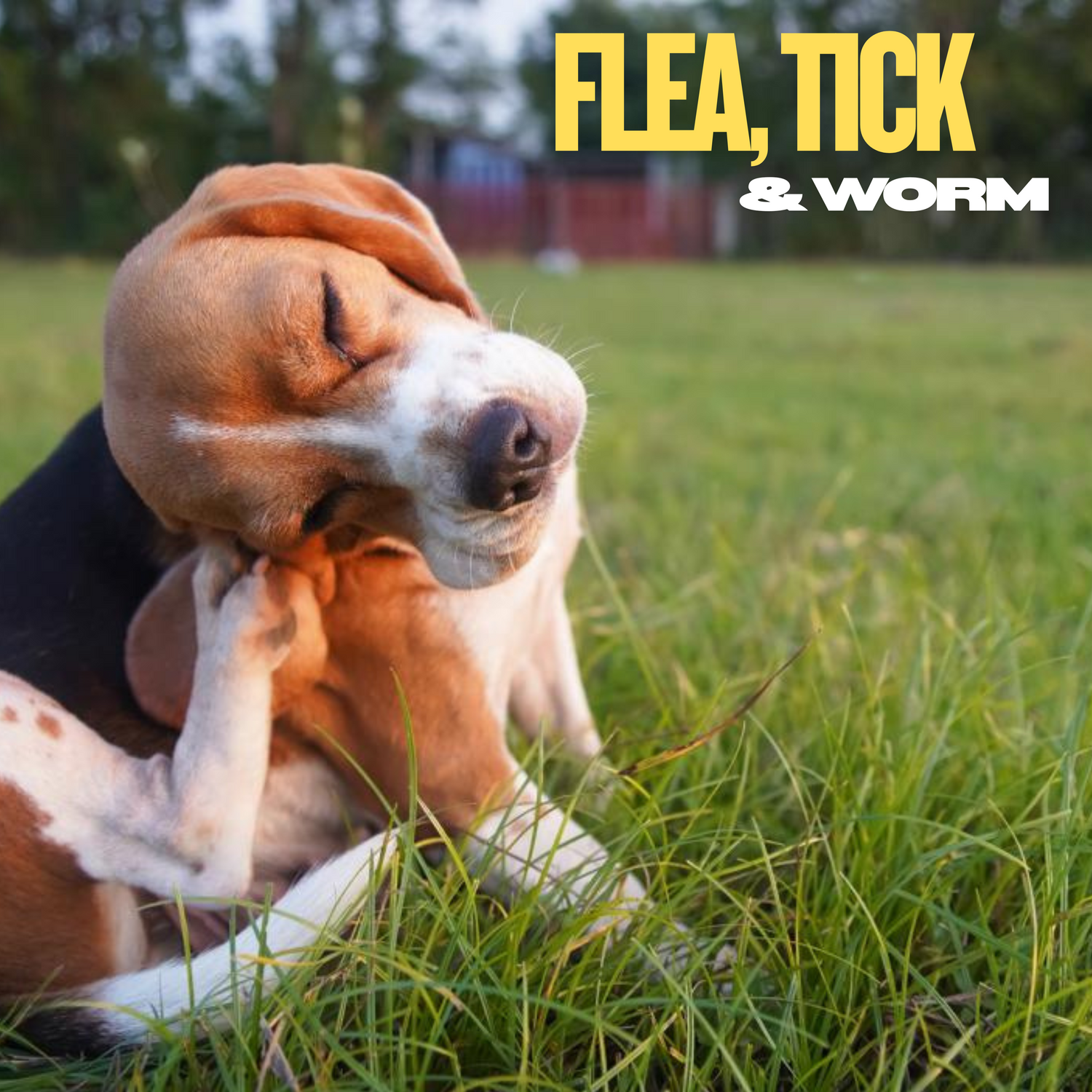 Dog Flea, Tick & Worm