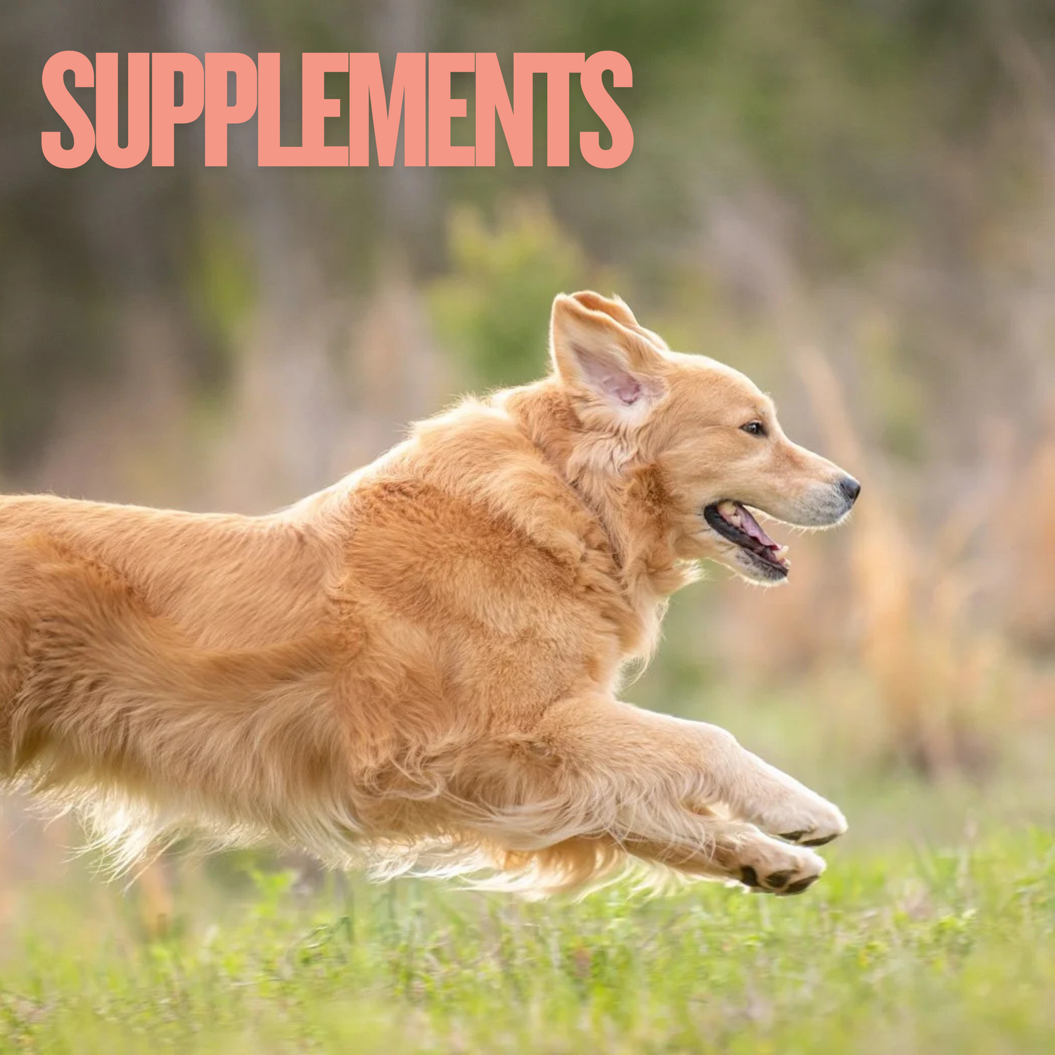 Dog Supplements