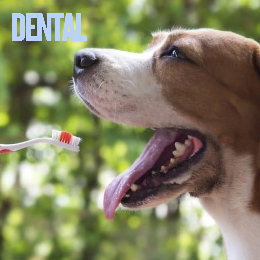 Dog Dental