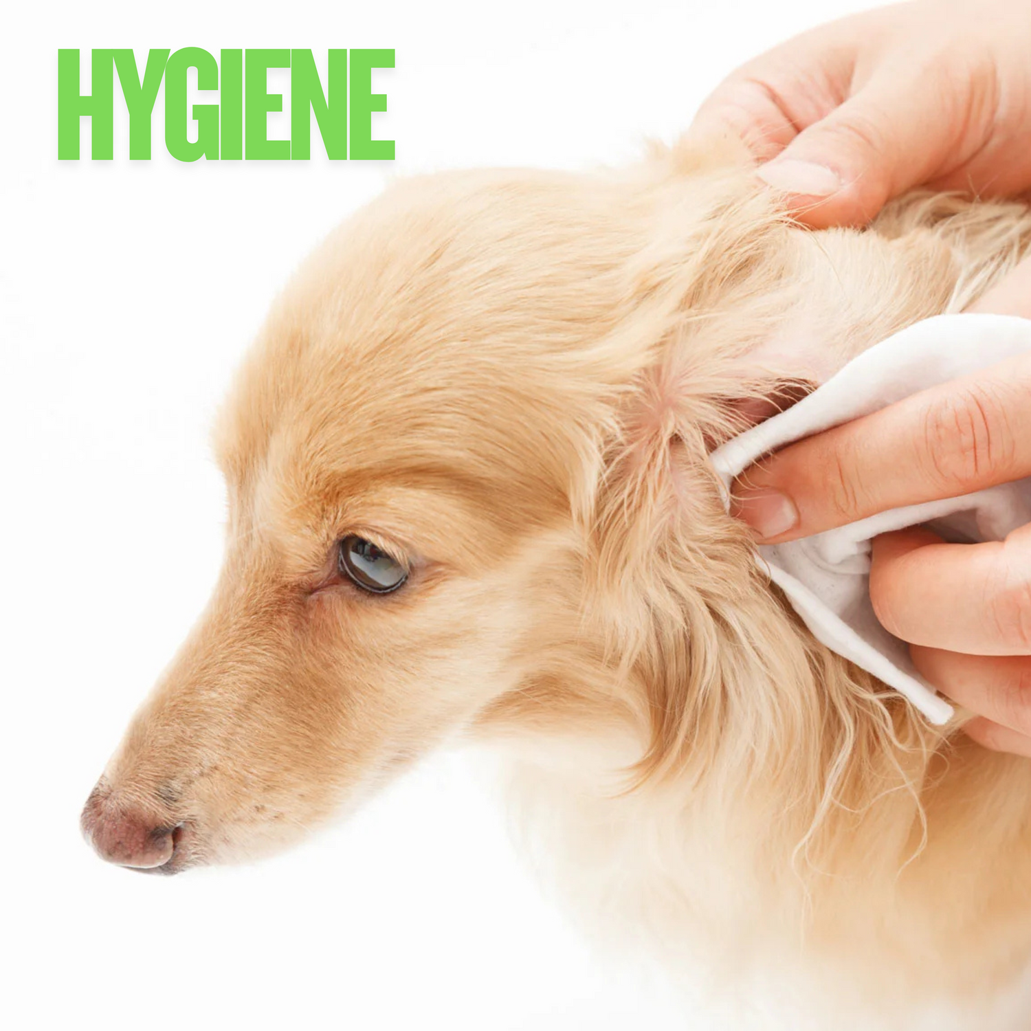 Dog Hygiene