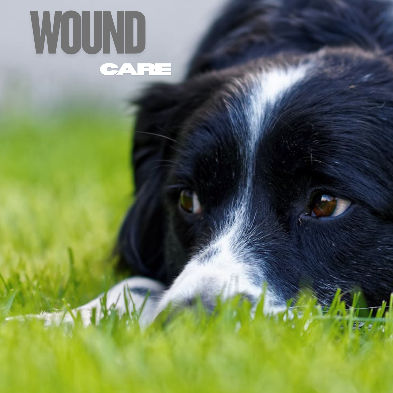 Dog Wound Care