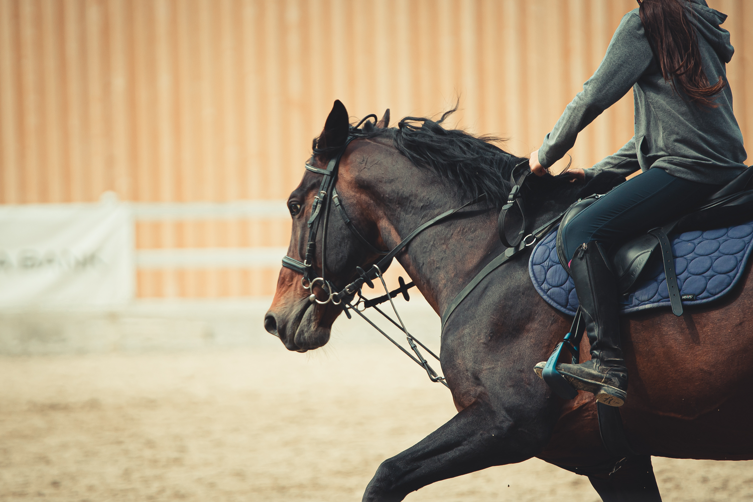 Equine - Grooming