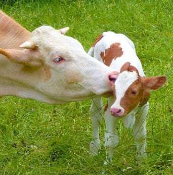 Calf - Rearing