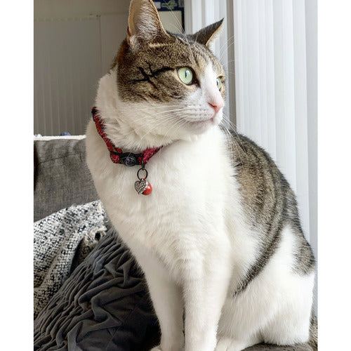 Cat - Collars