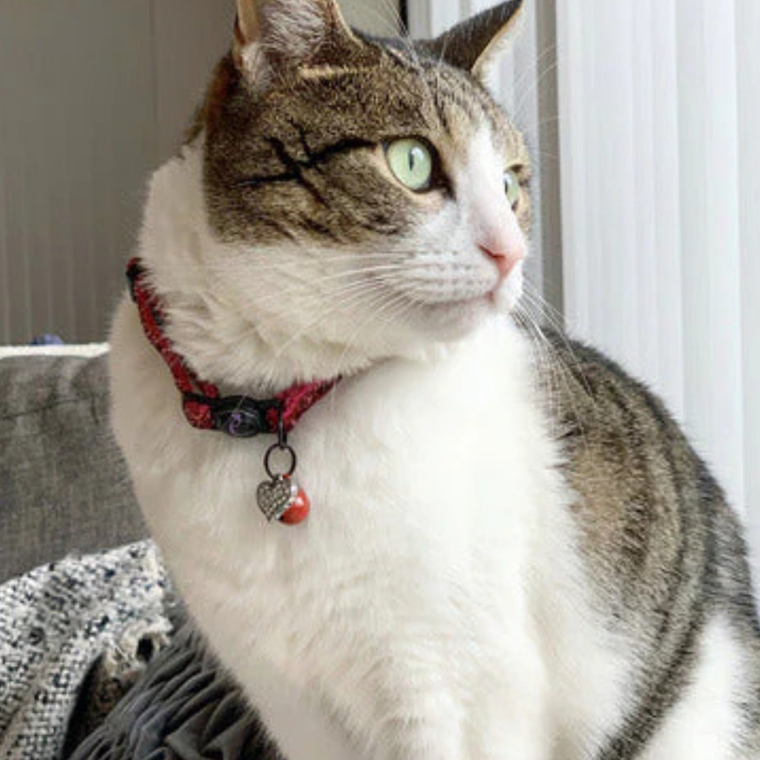 Cat - Collars