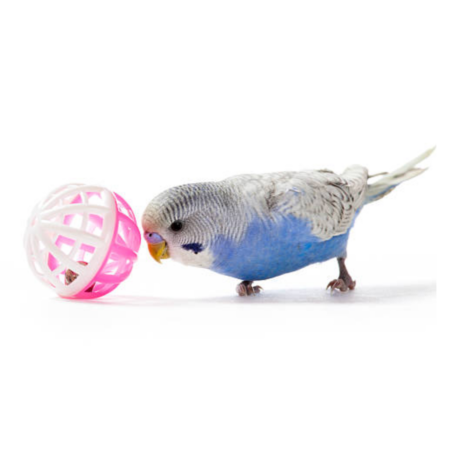 Bird - Toys