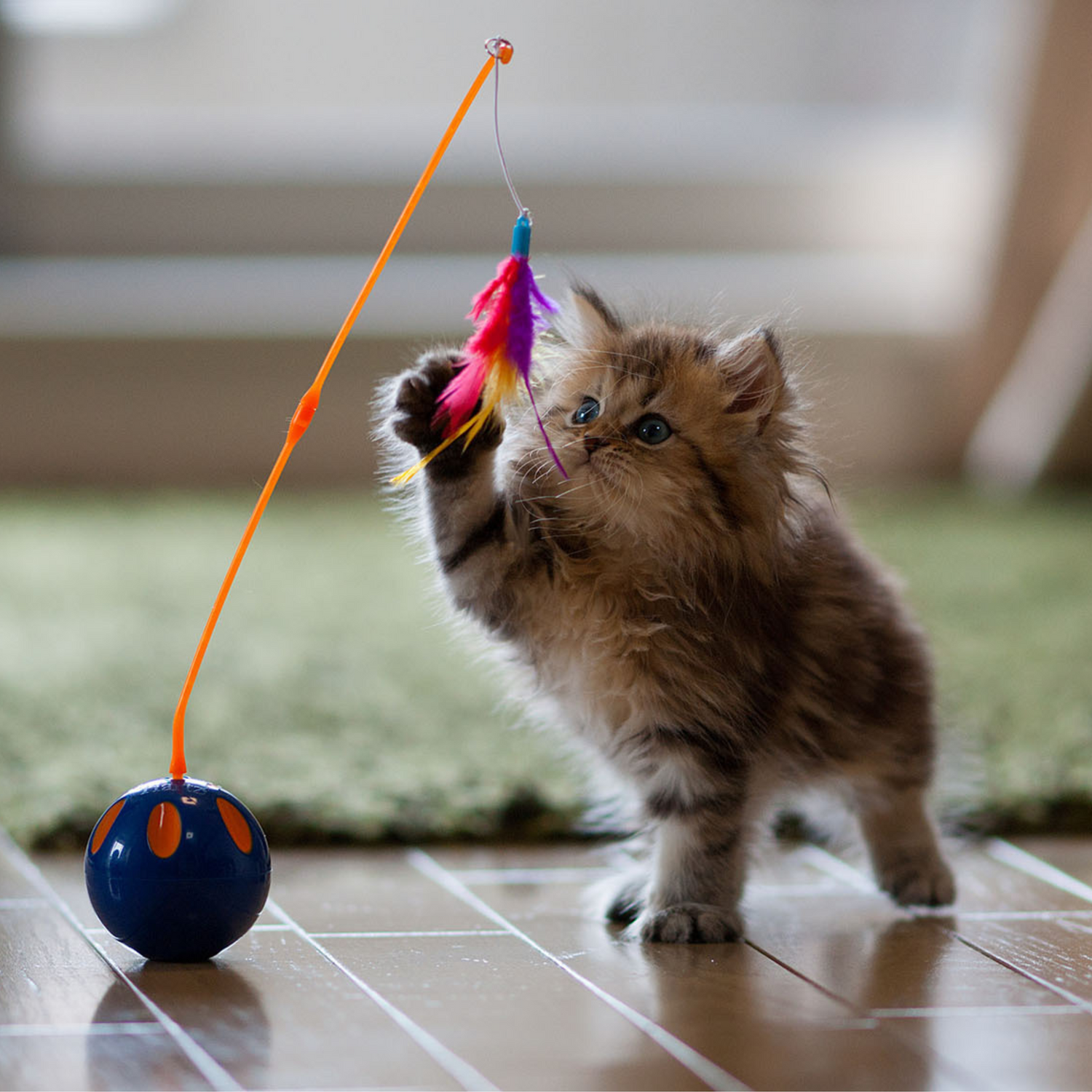 Cat - Toys