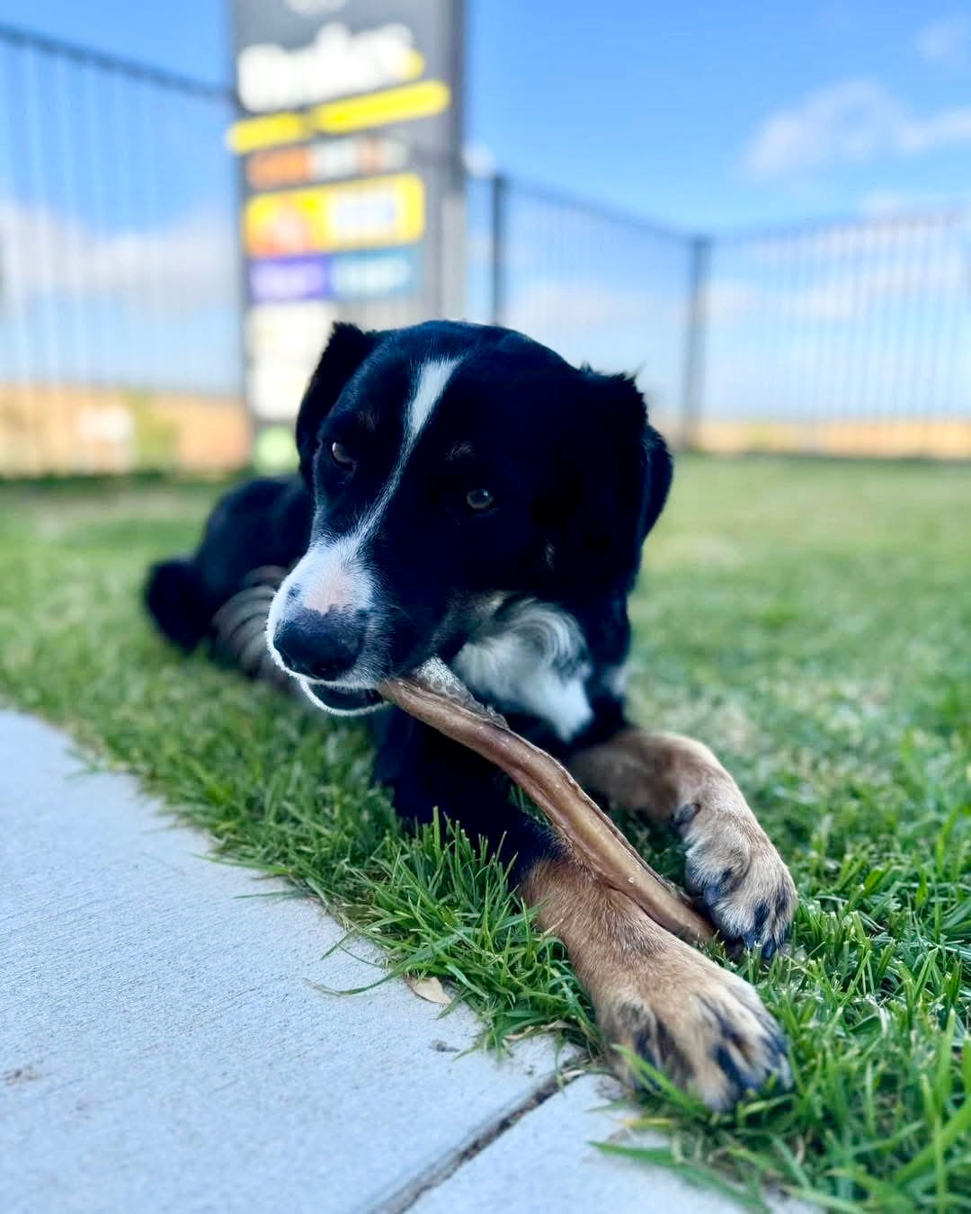 Dog - Treats